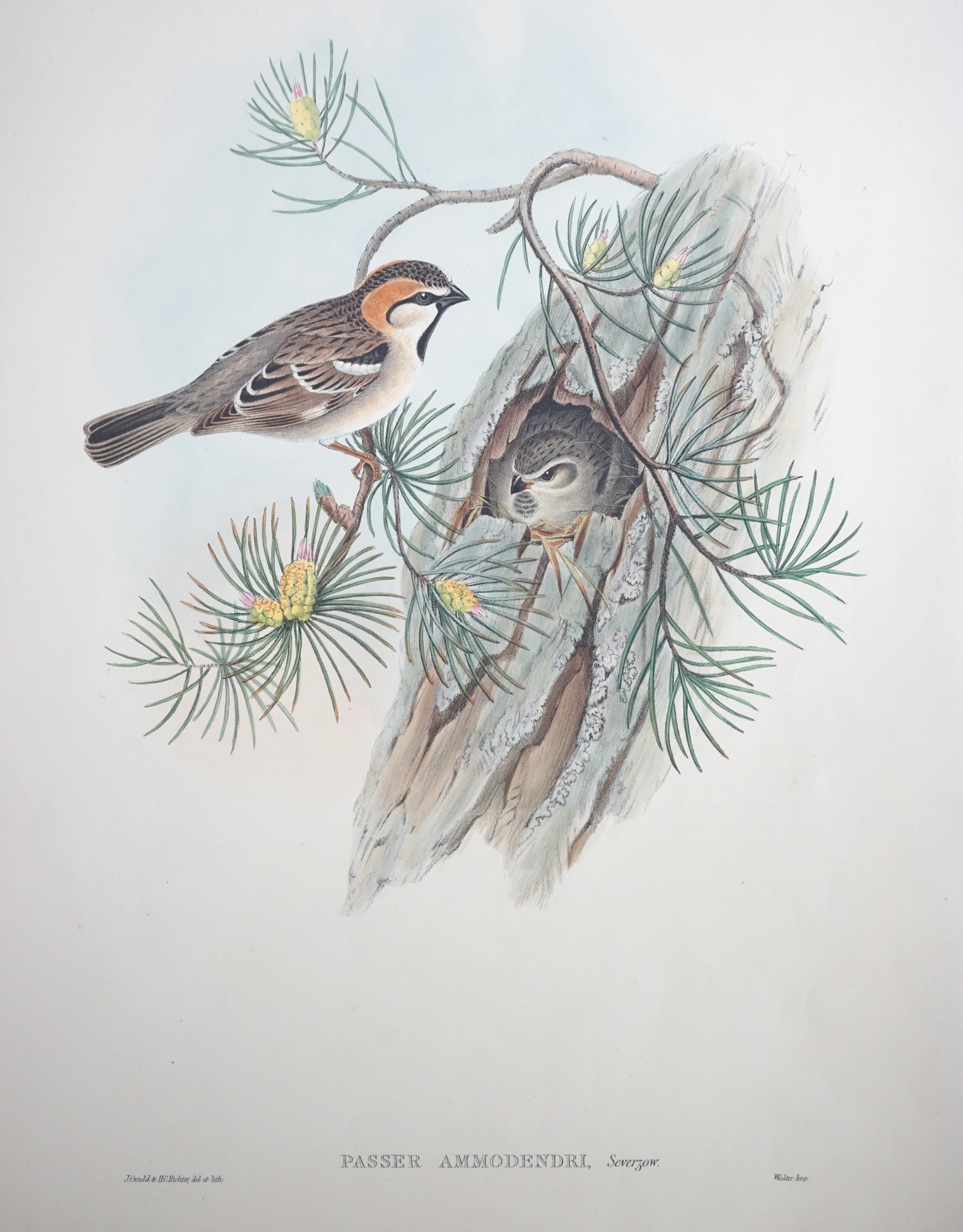 Walter & Cohn after Wolf and Richter (John Gould), 24 hand coloured lithographs from Gould's Birds of Great Britain, lithographs with hand-colouring on wove paper, 55 x 36cm, unframed and unmounted